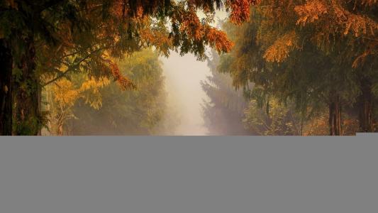 秋天，路，雾，光