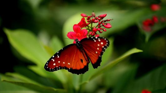 蝴蝶，鲜花，性质，美容，背景