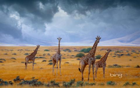 纳米比亚，非洲，长颈鹿，天空，云