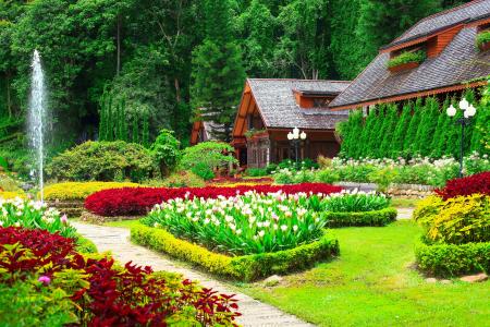 花园，郁金香，房子，灌木，草，性质