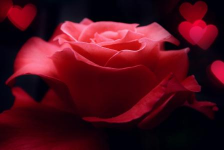 花，心，宏，玫瑰，粉红色