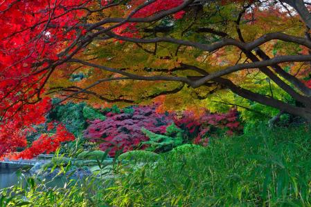 公园，花园，湖，桥，树，叶子，秋天，日本