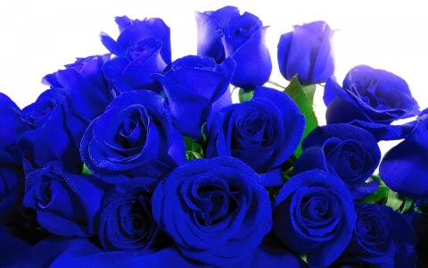 蓝色，玫瑰，鲜花