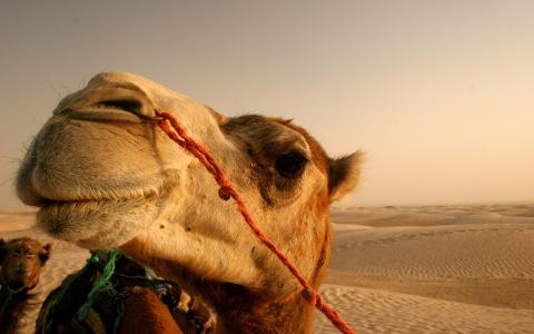 沙漠，沙滩，骆驼的微笑
