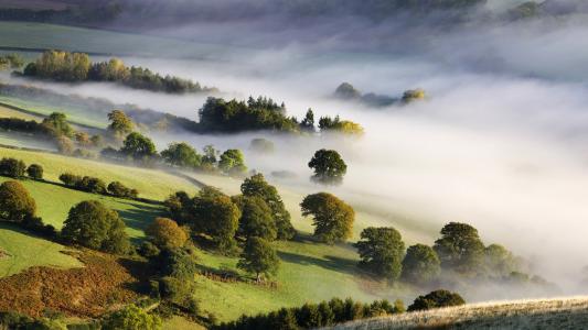 自然，谷，性质，雾，早上，树木
