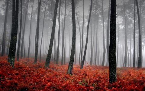森林，雾