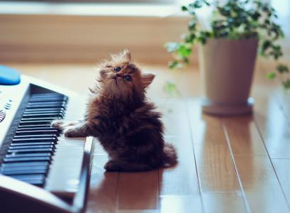 本托罗德，动物，小猫，钢琴，钥匙，花瓶，植物