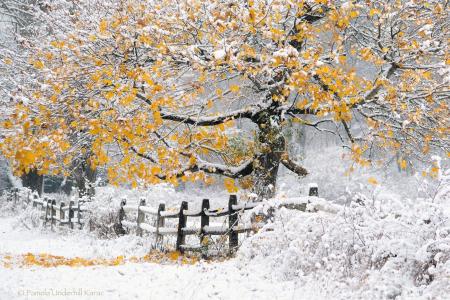 冬天，树，篱笆，雪