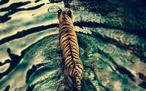 老虎，宏，照片，自然，河，水，猫，捕食者