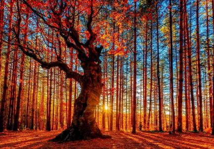 性质，秋季，美丽，森林，树木，针，光，太阳