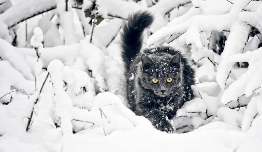 猫，冬天，雪