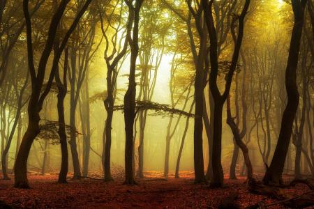 性质，秋季，森林，早上，雾，日出，光