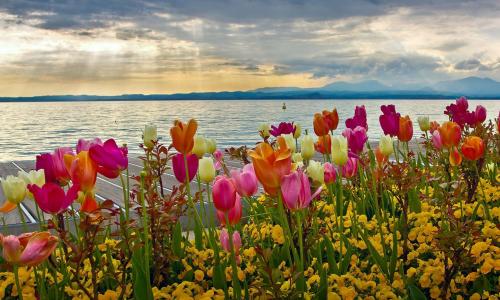 自然，春天，花坛，湖，山，鲜花，郁金香