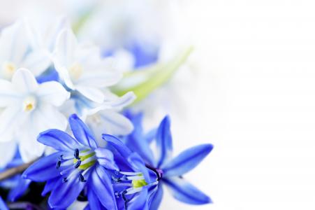 花，叶，蓝色的花朵，高清，3月8日