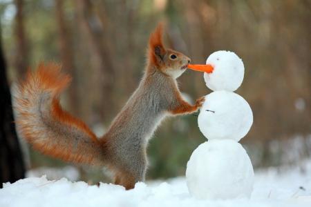 自然，雪，冬季，松鼠，雪人，胡萝卜，照片，积极，心情