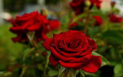 玫瑰，红色，鲜花