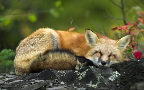 狐狸，睡觉，野生，森林