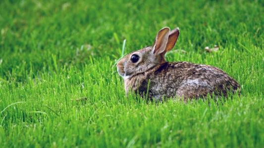 野兔，灰白的头发，黑色的眼睛，坐在草地上