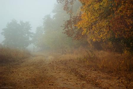 秋天，雾，黎明，早上，路，Oreshnikov塔拉斯