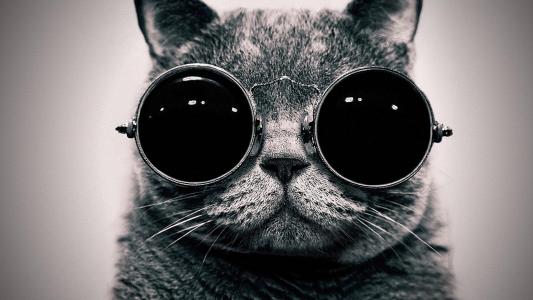猫，眼镜，酷，黑色和白色背景