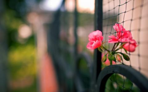 宏，篱笆，鲜花