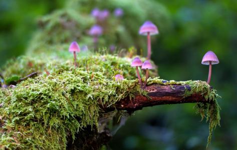 性质，森林，宏观照片主题，蘑菇