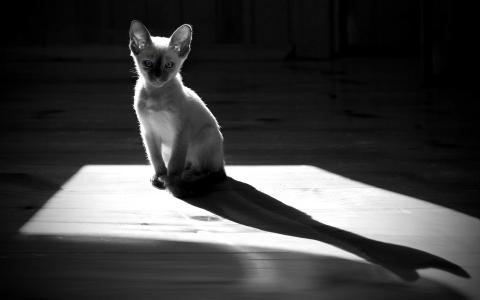 猫，猫，小猫，地板，阴影，剪影，单色