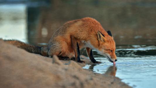 动物，狐狸，狐狸，池塘，沙子