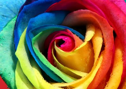 花，多彩玫瑰，美丽，芽，彩虹色的花瓣