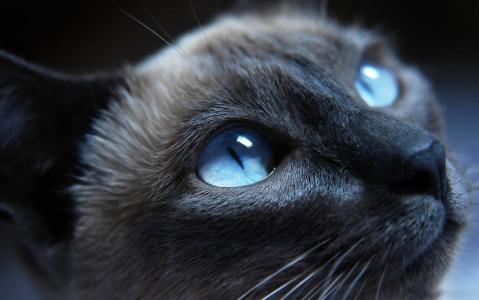 猫，眼睛