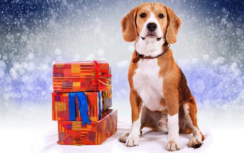 狗，比格犬，礼物，雪，新的一年