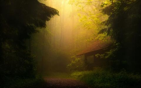 照片，房子，森林，自然，早上，雾