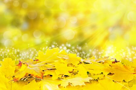 秋天，叶子，黄色，眩光