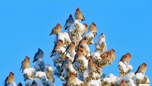 世界鸟类，Sviristel，冬天，雪，松树