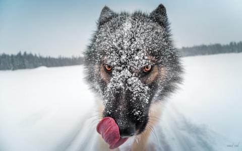 亲照片，狗，冬天，雪，看