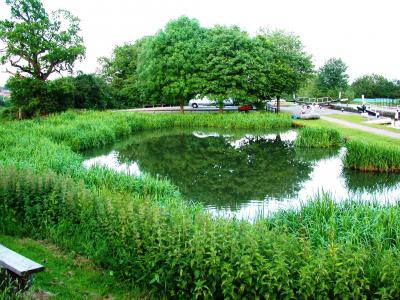 公园，池塘，反射，夏天