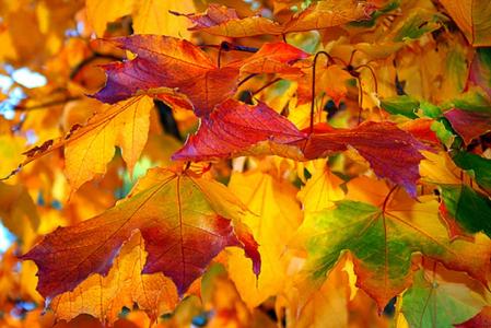 秋天的树叶，摄影，特写