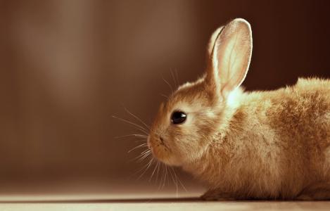 兔子，耳朵，眼睛，动物，兔子，兔子，羊毛