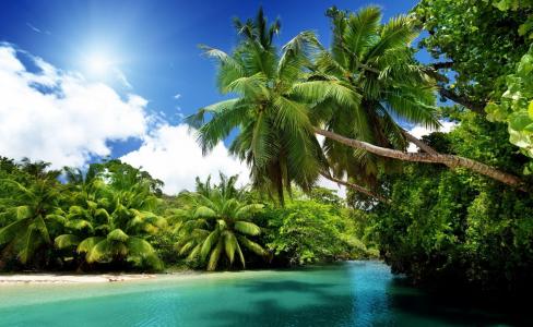自然，热带，阳光，海，海，蓝色，翡翠，海洋，棕榈树，夏天，假期，棕榈树，海洋，海滩，天堂，热带