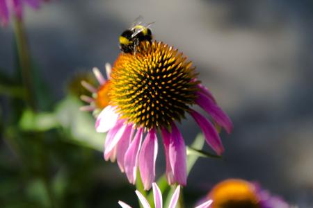 大黄蜂，花，夏天。
