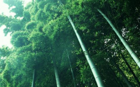 竹，格罗夫，大自然，绿色