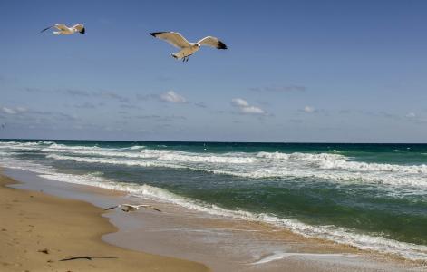 海，波浪，沙子，鸟，海鸥