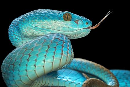 蛇，Aditya Permana