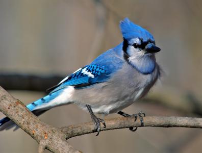 蓝色的杰伊，动物，鸟，分支