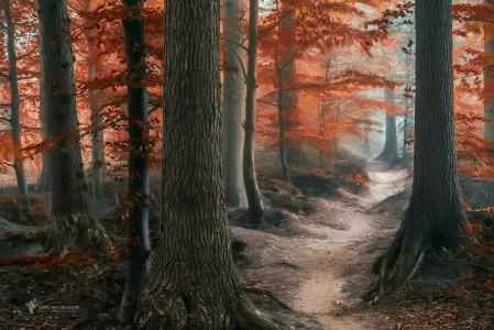 自然，秋季，摄影师，拉斯范德戈尔，森林，树木，路径，叶子，雾