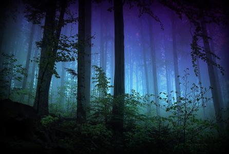 森林，夜，自然，雾，宽屏