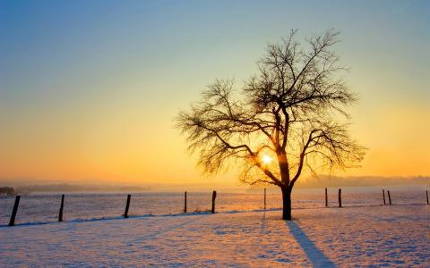 早晨，日出，树，天空，雪