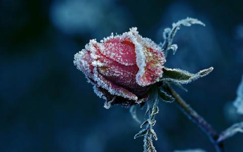 花，玫瑰，宏观照片，主题，弗罗斯特，白霜，黑暗的背景，美丽