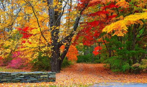 性质，秋季，森林，公园，美丽，主题，过渡，叶子