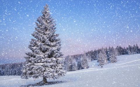 冬天，树木，雪，路径，山，冰